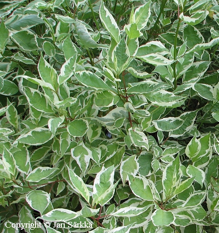 Cornus alba 'Bailhalo', valkokirjokanukka